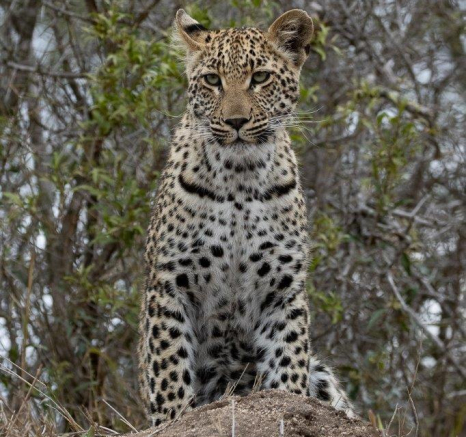 A25Marco Vietti Ntsumi Cub 1 051021 Final