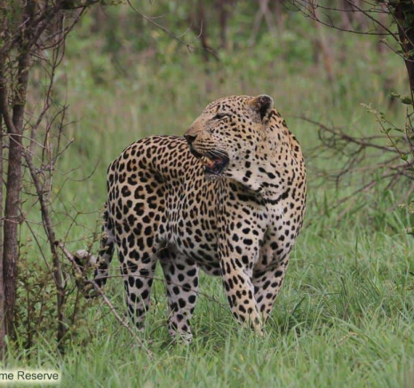25andries Ndlovu Leopard Xivonakele 31.12.19 2 Final 25andries Ndlovu Leopard Xivonakele 31.12.19 2 Final