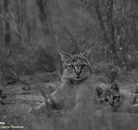 A03andries Wildcat.african 141121 3 Final A03andries Wildcat.african 141121 3 Final