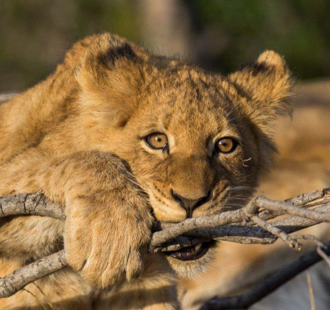 08Franscois Rosslee Lioncub3 1 Of 1