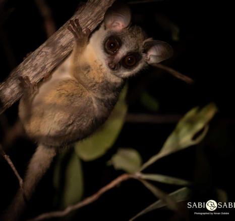 27Kevan Dobbie BushBaby 1 Final 27Kevan Dobbie BushBaby 1 Final