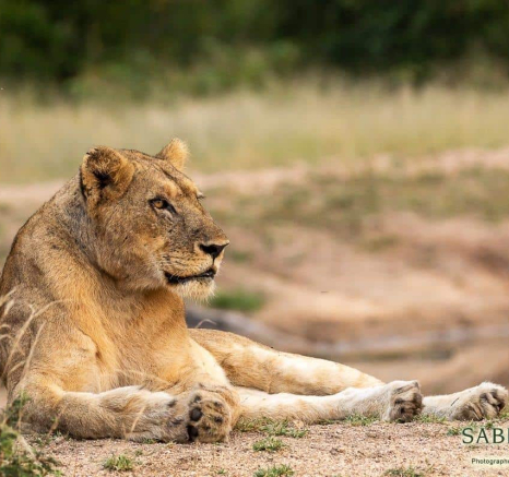 04Kevin Van Der Linde Lions Styx 29042019 Final