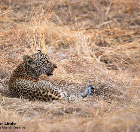19Kevin Van Der Linde Scotia And Cub 21102019 3 Final