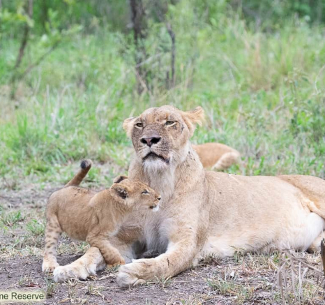 07ronald Mutero Sp And Cubs 27112020  7 Final