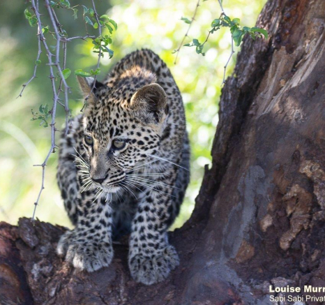 28Louise Murray Ntsumi And Cub 29032021 Final 28Louise Murray Ntsumi And Cub 29032021 Final