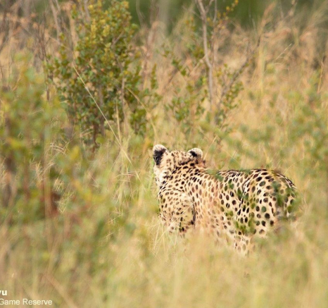 A03andries Cheetah 080422 3 Final A03andries Cheetah 080422 3 Final