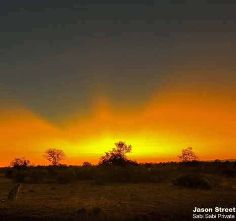 A33Jason Street Cheetah Sunset 250722. Final A33Jason Street Cheetah Sunset 250722. Final