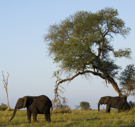 Elephant Elephant