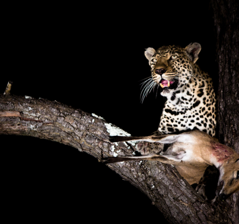 Nottins 6 Nottins 6