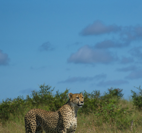 Cheetahportrait Cheetahportrait