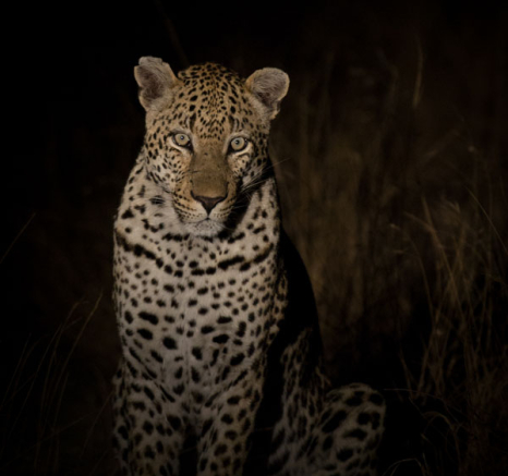 Mahlathini Mahlathini