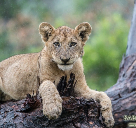 26Terry Ennever Lion Cubs 8117 2 Final