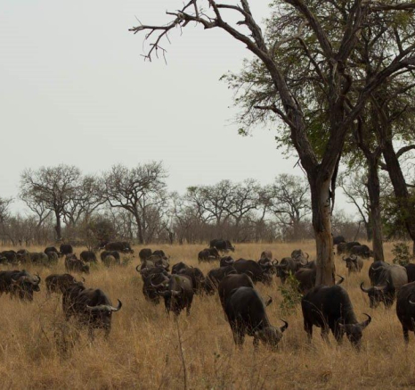 04Frederik Aucamp African Cape Buffalo 1 Final 04Frederik Aucamp African Cape Buffalo 1 Final