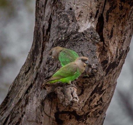 38Kerry Lee Roberg Parrots Final 38Kerry Lee Roberg Parrots Final