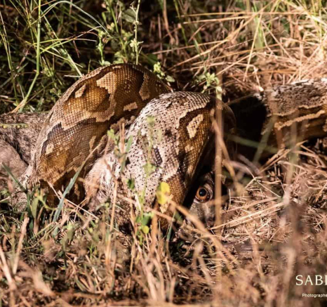 17Kevin Van Der Linde African Rock Python 12052019 Final 17Kevin Van Der Linde African Rock Python 12052019 Final