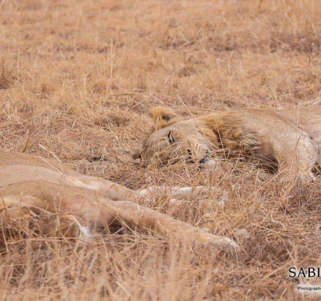 20Frederik Aucamp Male And Female Lion From SP 11 08 2019 1 Final 20Frederik Aucamp Male And Female Lion From SP 11 08 2019 1 Final