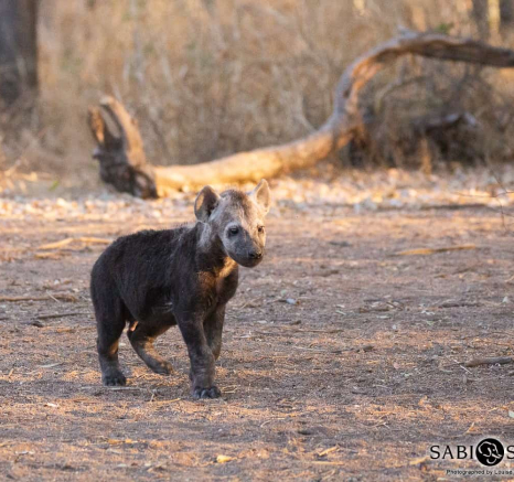 26Louise Murray Hyena 17082019 FINAL 26Louise Murray Hyena 17082019 FINAL