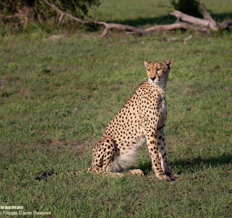 09Greg Heasman Cheetah 01112020 1 Final