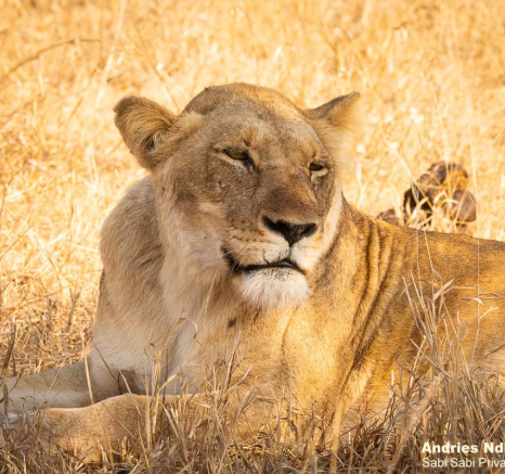 10andries Lioness.unkwown 230820 2 Final 10andries Lioness.unkwown 230820 2 Final
