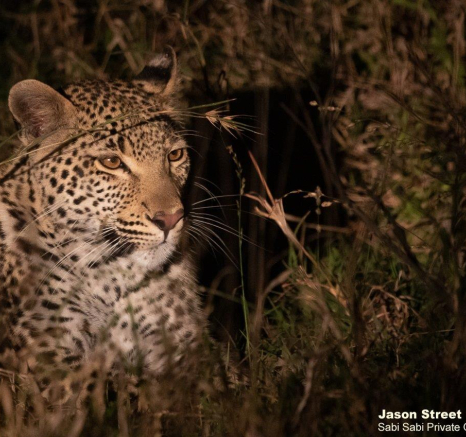 A32Jason Street Jacana 200622. Final A32Jason Street Jacana 200622. Final