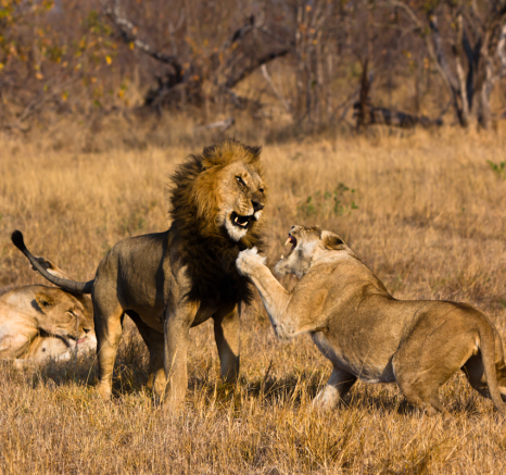 Lion Klap 3 Lion Klap 3