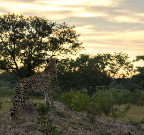 Kyle Cheetah 2 Kyle Cheetah 2