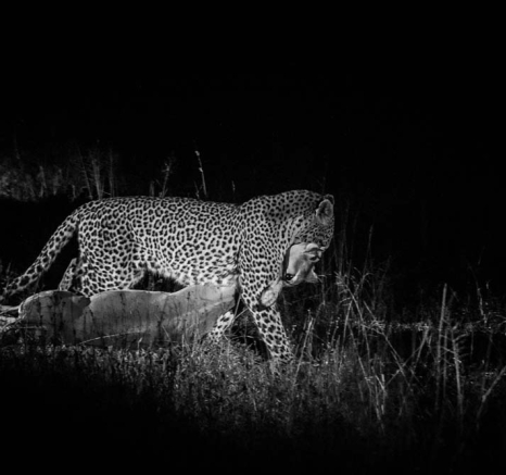 03leopard Kill3 03leopard Kill3