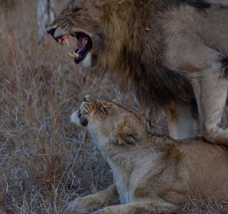 Mike Palmer Mating Lions 280815 4 Mike Palmer Mating Lions 280815 4
