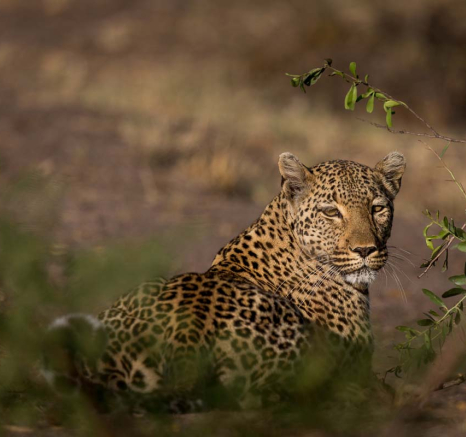 09Pravir Patel Leopard01