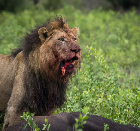 26Franscois Rosslee Lions 1 1