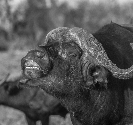 15Tayla McCurdy Buffalo 25 April 16 2 15Tayla McCurdy Buffalo 25 April 16 2