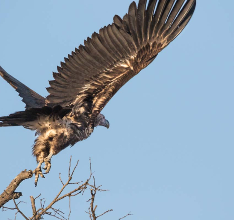 08Sheldon Hooper Lappet Faced Vulture 2 08Sheldon Hooper Lappet Faced Vulture 2