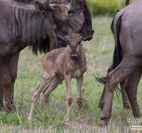 29Franscois Rosslee GNU 1 Of 1 Final 29Franscois Rosslee GNU 1 Of 1 Final