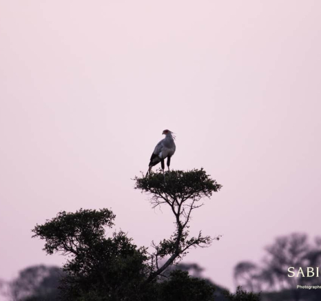 05Frederik Aucamp Secretary Bird 13 05 2019 Final 05Frederik Aucamp Secretary Bird 13 05 2019 Final