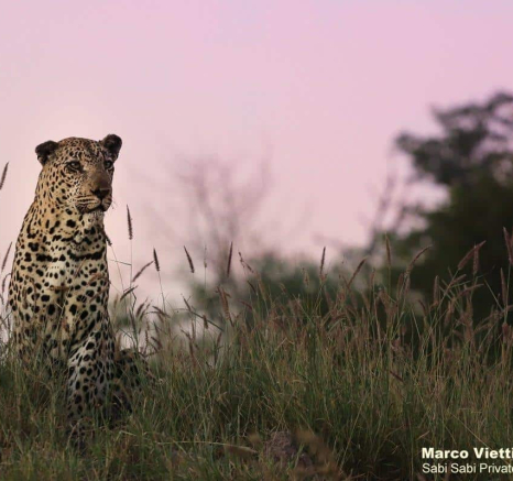 16Marco Vietti Xovo 1 110320 Final