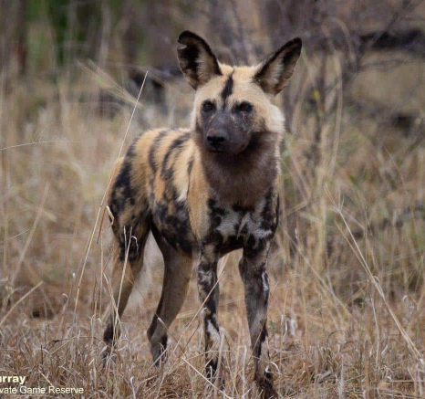 05Louise Murray Wild Dog 01092020 Final 05Louise Murray Wild Dog 01092020 Final