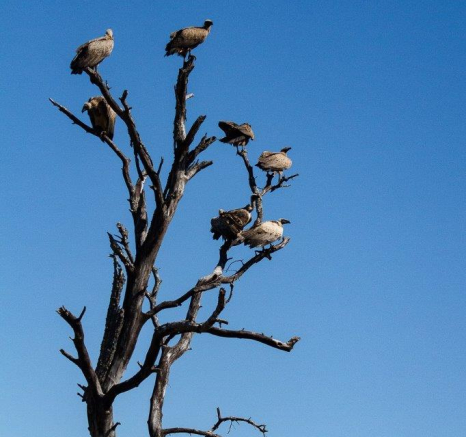 20Amy Leigh Vultures 1 140521 Final