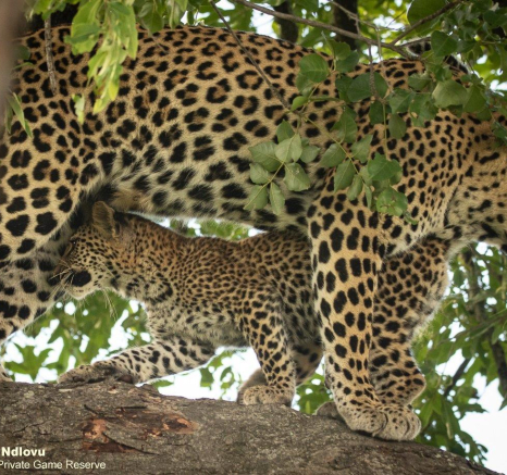 15andries Leopard.cub 7 Final 15andries Leopard.cub 7 Final