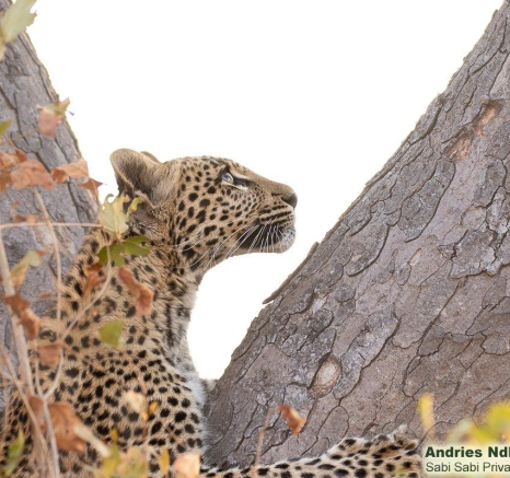 A03andries Leopard.ntsumicub Blog 1 Final A03andries Leopard.ntsumicub Blog 1 Final