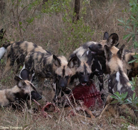 A16Jason Street Wilddog 021222 4. Final