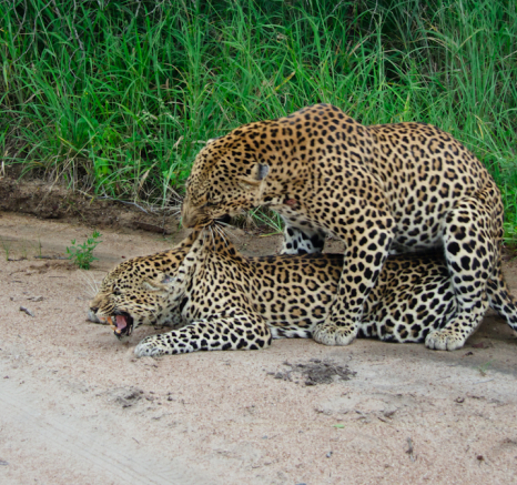 Leopards 9 Leopards 9