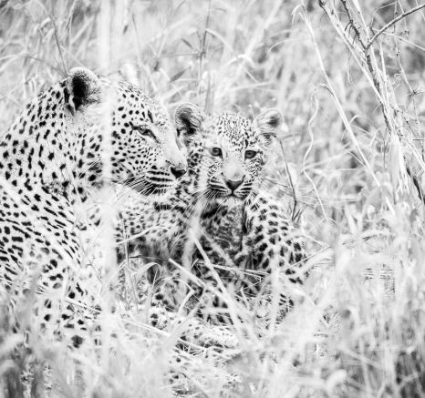 15Kyle Lisbon And Cub Move 2 15Kyle Lisbon And Cub Move 2