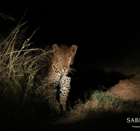 03Conrad Zeelie Mandleve Final