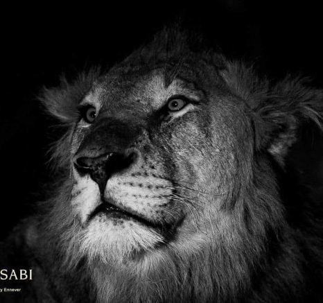 07Terry Ennever Tsalala 2018811 1 Final