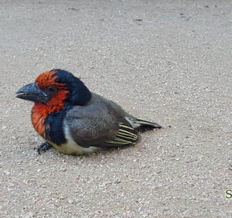 13Maryke Nel Black Collared Barbet Final 13Maryke Nel Black Collared Barbet Final