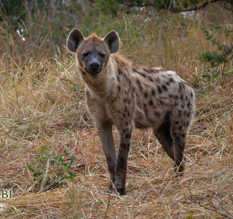 14Kerry Lee Roberg SP Hyena 2400519 Final 14Kerry Lee Roberg SP Hyena 2400519 Final