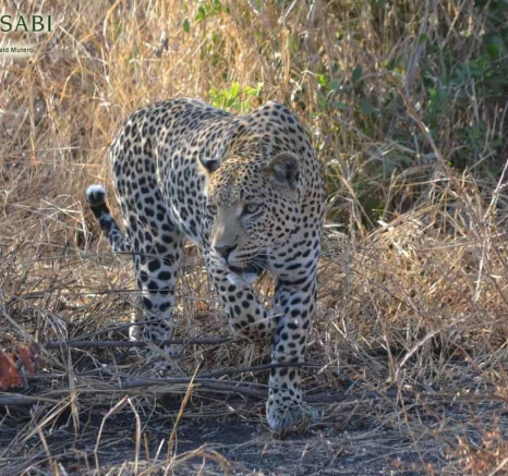 11 Ronald Mutero White Dam 22082019 2 11 Ronald Mutero White Dam 22082019 2