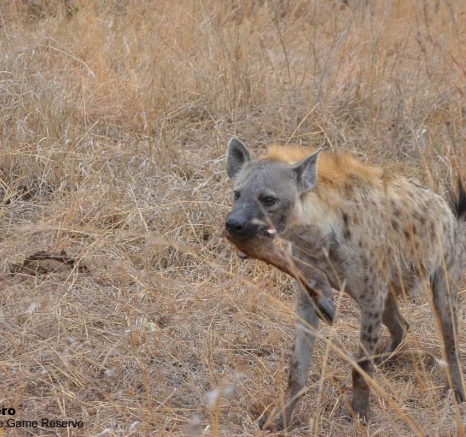 03Ronald Mutero Xovo 16102019 3 Final