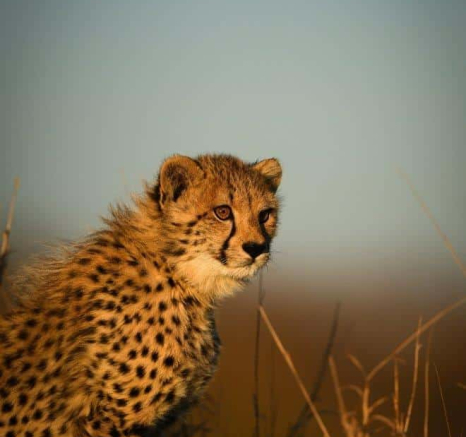 07Ally Ross 20200715 Cheetah 02 Portrait Final 07Ally Ross 20200715 Cheetah 02 Portrait Final