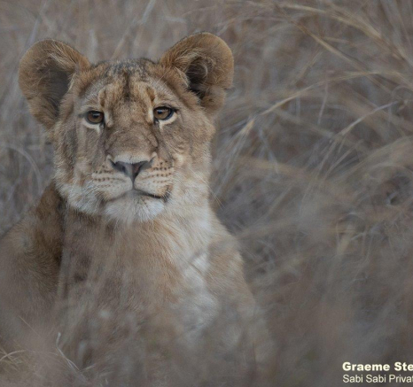 A05Graeme Stewart SP Cub 060821 Final